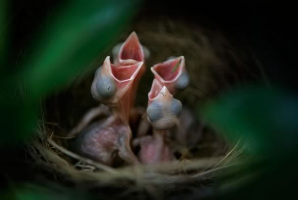 BabyBirds0514-586x0.jpg