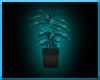 Club Aqua Potted Plant