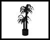 Black Potted Palm Tree