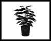 Black Potted Plant