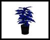 Club Blue Potted Plant
