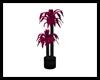 Club Pink Potted Palm