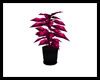 Club Pink Potted Plant