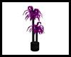 Club Purple Potted Palm