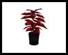 Club Red Potted Plant