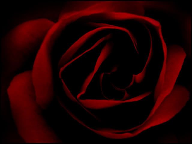 wallpaper rose. wallpaper rose jewellery. red