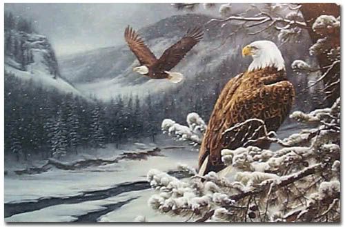 eagle Pictures, Images and Photos