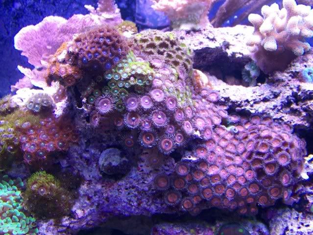 Zoas-2.jpg