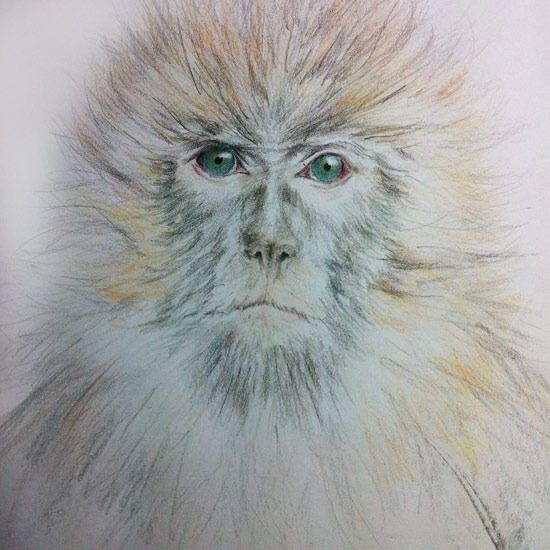 photo BarbaryApesStudyCOLOUR_zpsgomfi9zt.jpg