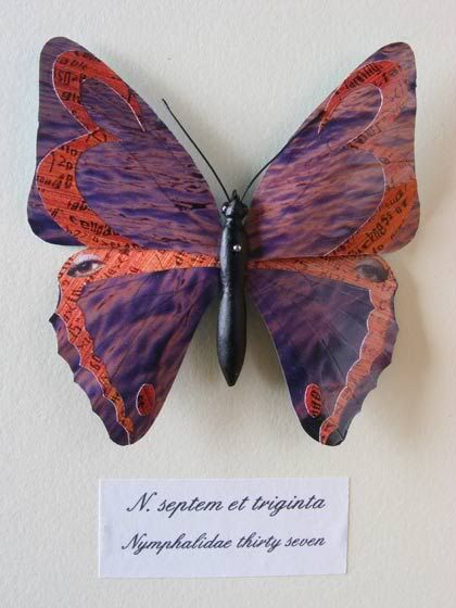 butterfly