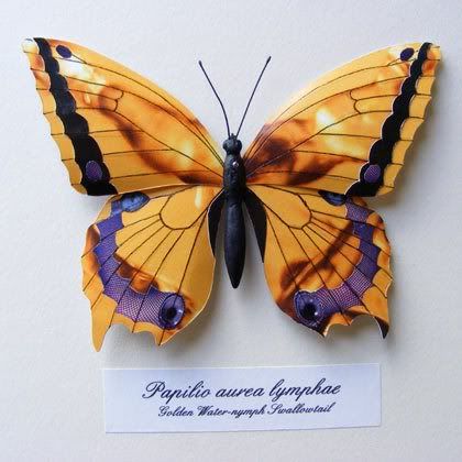 butterfly