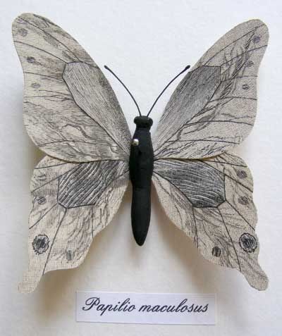 butterfly