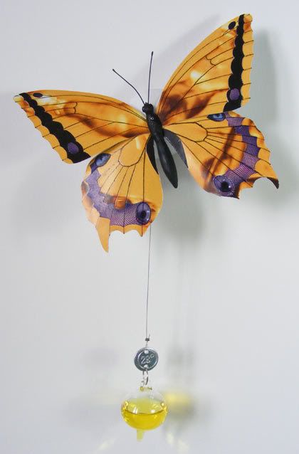 butterfly
