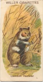 Will's cigarette card  - Hamster