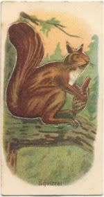 Will's cigarette card  - Squirrel