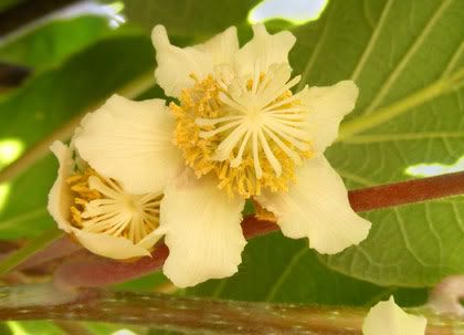 Flowering Vine