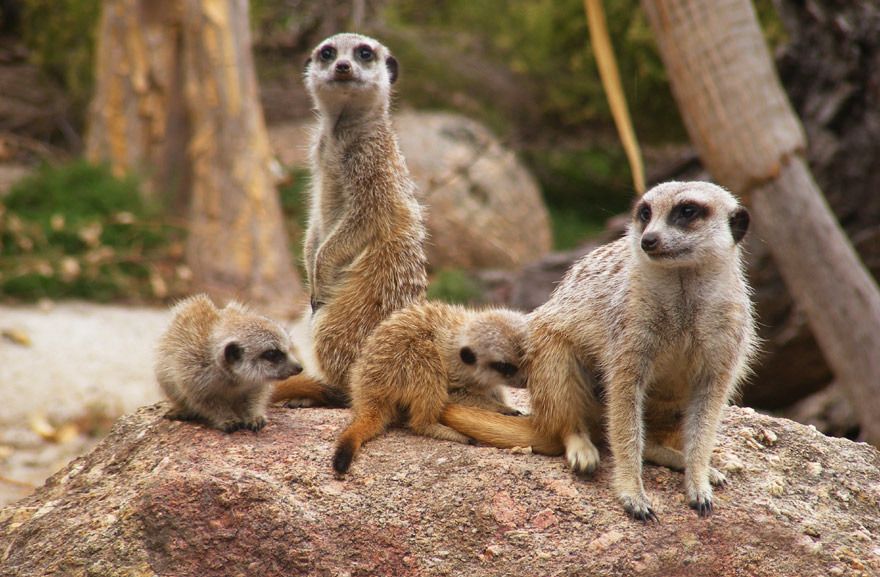  photo MeerkatFamily_zpsj0p4rpwd.jpg