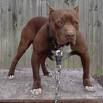 pitbull.jpg pitbull image by hayleybaby69