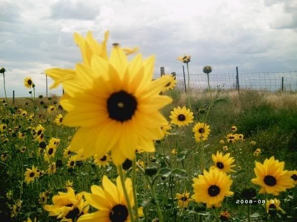 wild sunflower field Pictures, Images and Photos