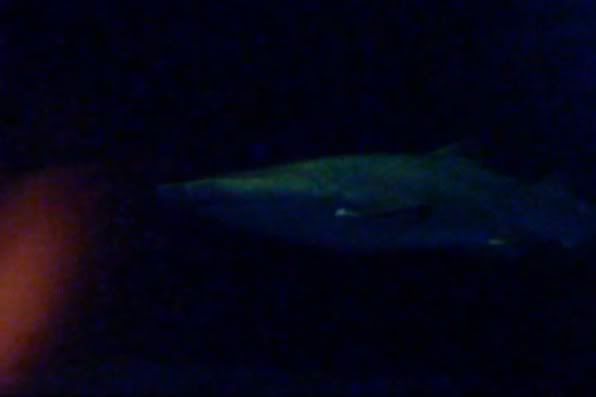 Shark Video from the Oklahoma Aquarium