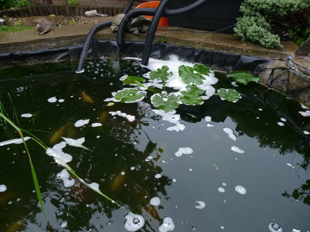Foamy Water Water Quality Forum Pond Life