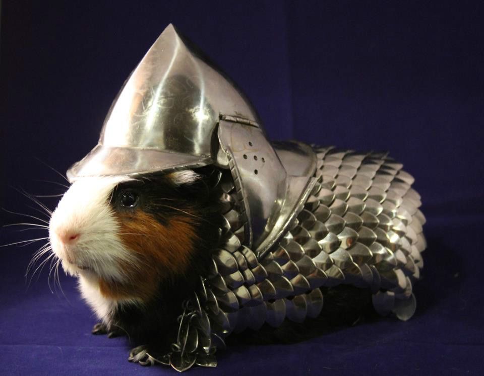 guineapigarmour.jpg