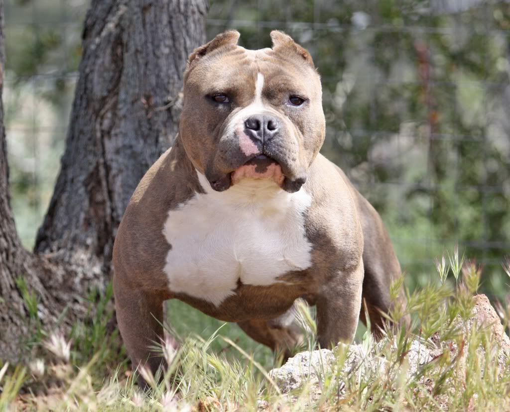 Bully Bully