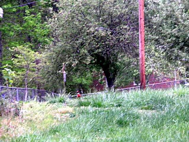 Unexpected Plants and Animals of Indiana: Ring-necked Pheasant