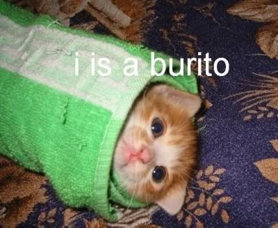 burritocat.jpg