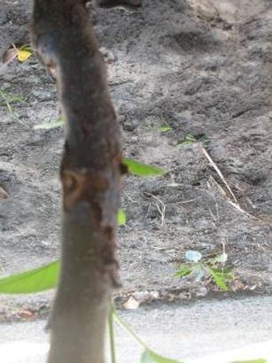  photo fbappletrunk3_zpsa8e4c53c.jpg