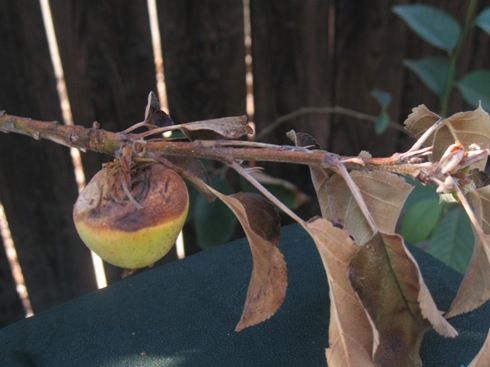  photo fbyellowapple2_zpsec5851d0.jpg