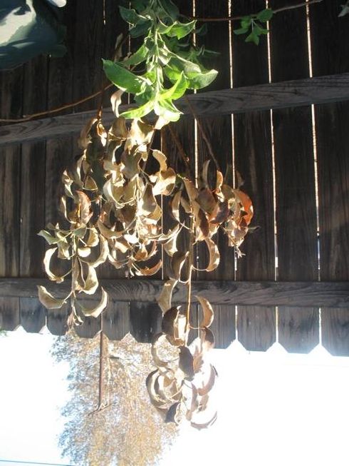  photo fbyellowapple_zps079f1380.jpg