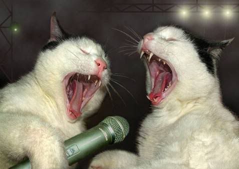 singing cats condition