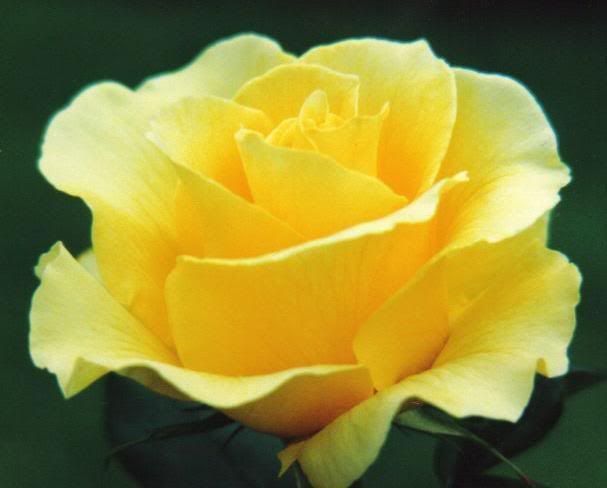 yellow rose of Texas