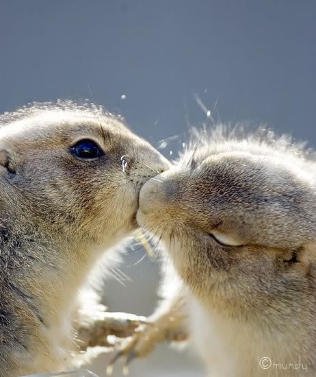 Kissing Prairie Dogs Pictures, Images and Photos