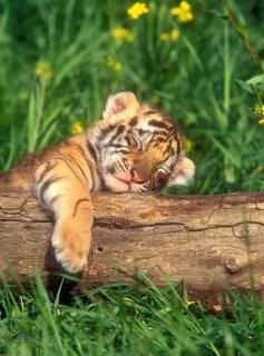 2v1vhwn.jpg Baby Tiger Sleeping image by marciamom_33_2007