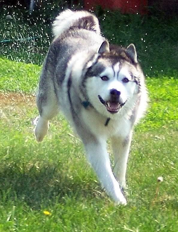 siberian husky