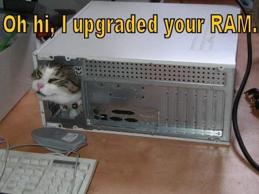 computer-cat.jpg