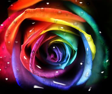 water rose Pictures, Images and Photos