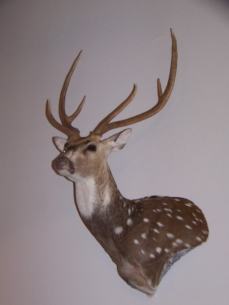 Axis Wall Pedestal Mount Community Discussion Forums