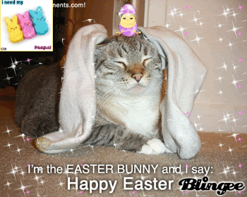 easter gif photo: Easter Cat gif. dalefaceeastercat.gif