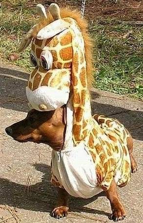 funny dog. funny-giraffe-dog.jpg picture