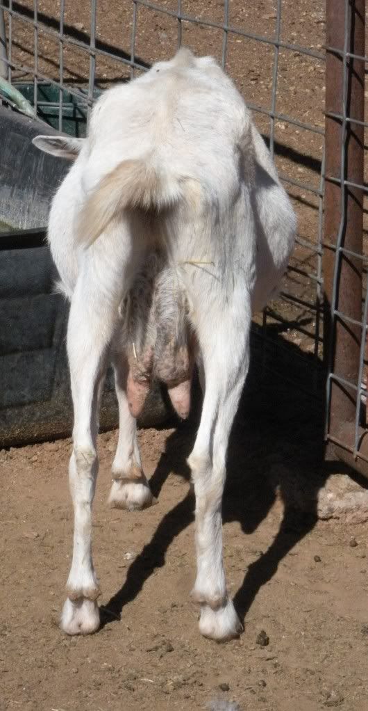 Goats will not gain weight Page 2