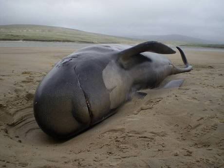 beached whale Pictures, Images and Photos