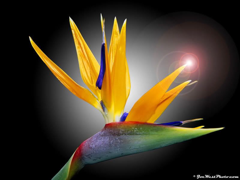 Bird of Paradise Bird of Paradise