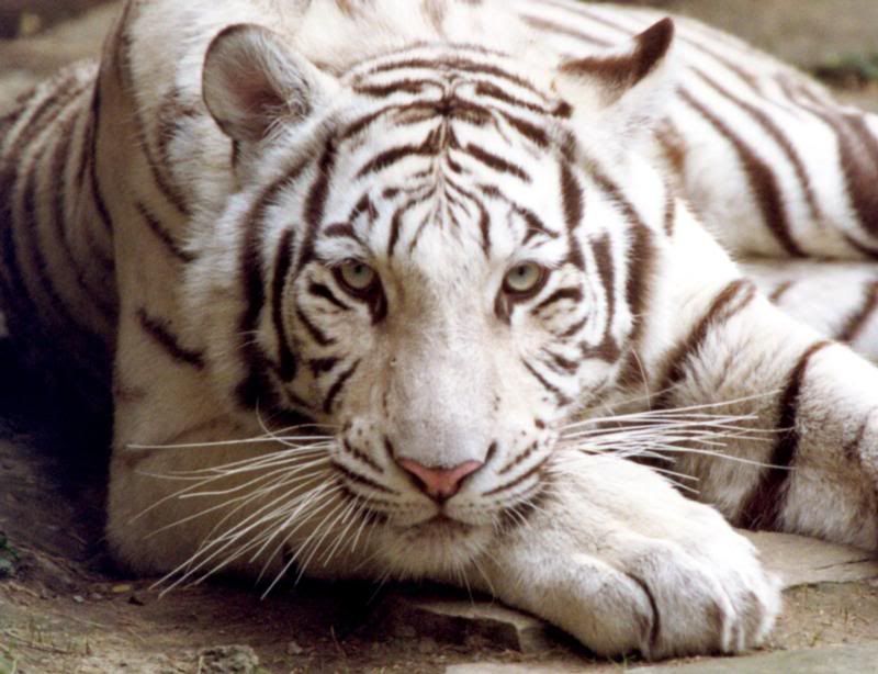 White Tiger Thoughts Pictures, Images and Photos