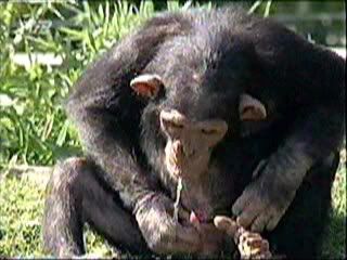 Thirsty Monkey