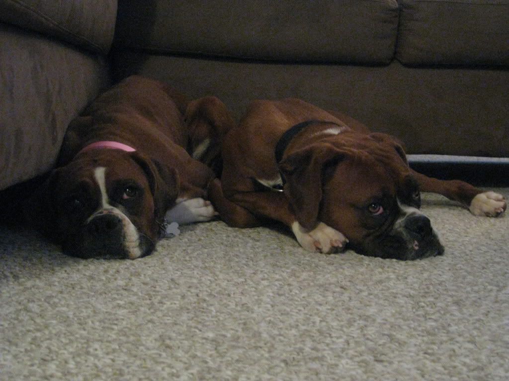 What's the best size crate for a boxer? Boxer Breed Dog Forums