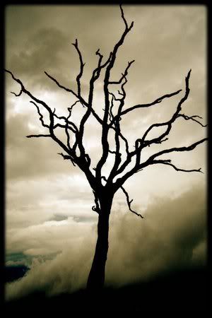 dead tree presentment