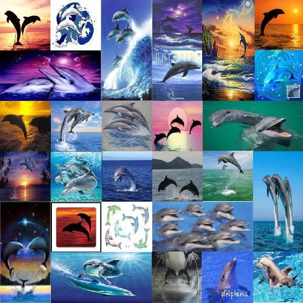 dolphin collage